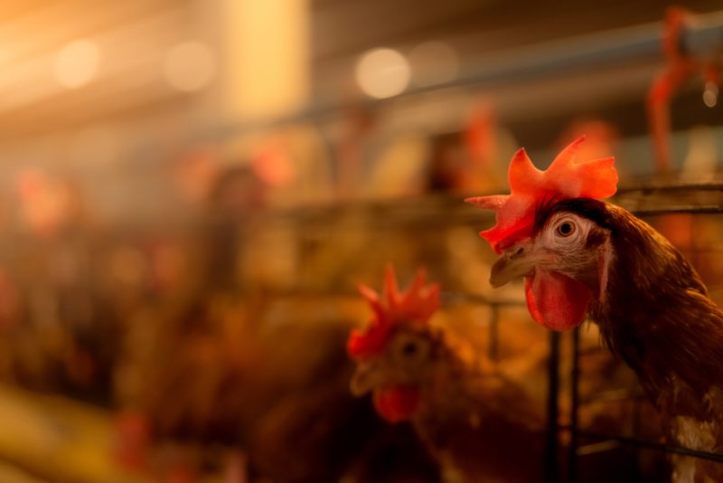 EU-Behörde: Vogelgrippe-Impfstoff garantiert keine Immunisierung von Geflügel