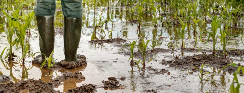 Extreme Wetterlagen sind große Herausforderung für Lebensmittelversorgung