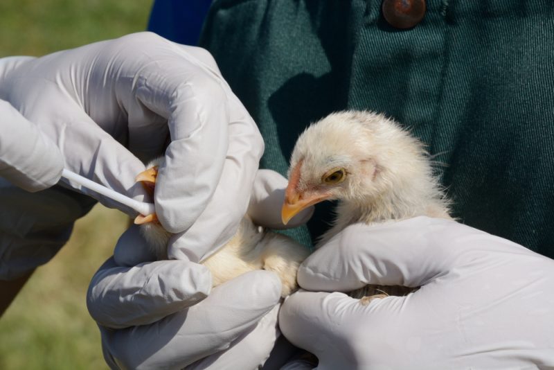 EU zu Vogelgrippe: Verbreitung bei Menschen unwahrscheinlich