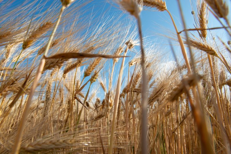 EU-Abgeordnete warnt: Getreidebauern droht Belastung durch verschärfte Toxingrenzen
