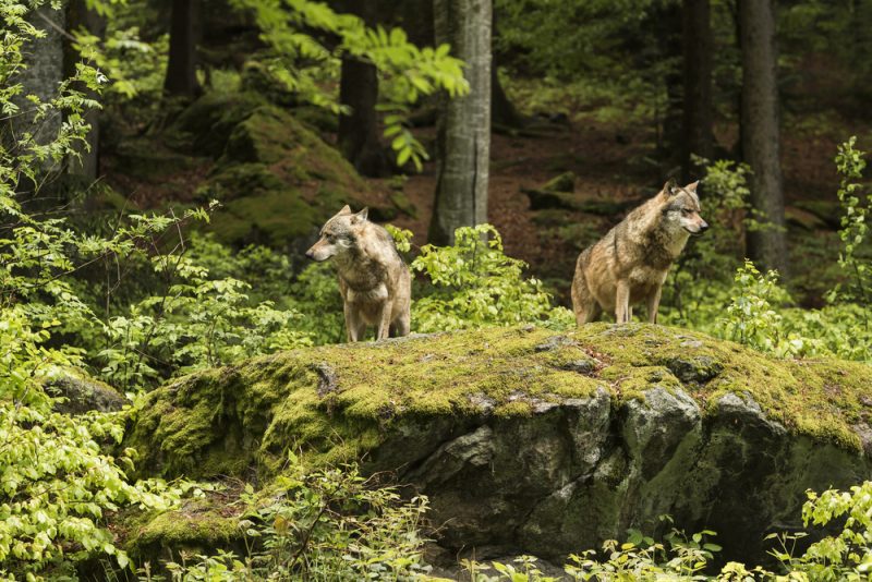 Österreichischer Landwirtschaftsminister fordert rasche Herabstufung des Wolfsschutzes