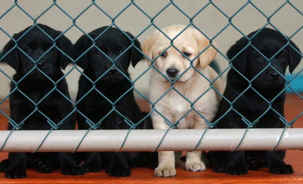 CUSTOMS DETECTOR DOGS