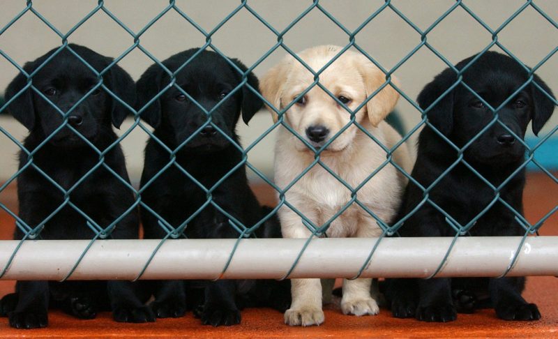 EU-Staaten einigen sich auf Regeln für Wohlergehen von Hunden und Katzen