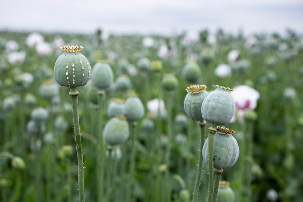 Detail,Of,Poppy,Head,With,Opium,Latex,Flowing,From,Immature