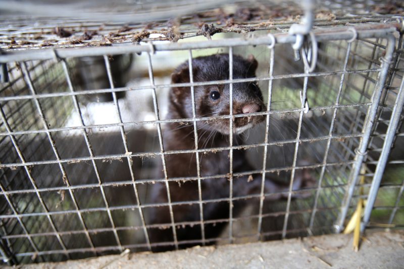 Finnland bietet Vogelgrippe-Impfung für Geflügel- und Pelzfarmarbeiter an