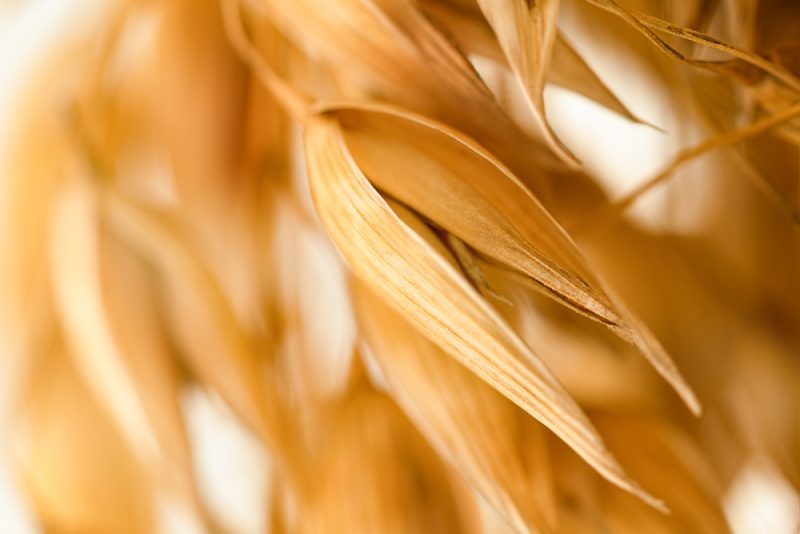 EU zieht Notbremse bei Haferimporten aus der Ukraine