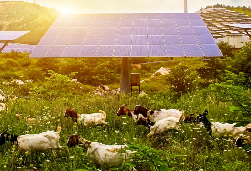 "Erneuerbare Energien mit Lebensmittelproduktion und Naturschutz vereinbar"