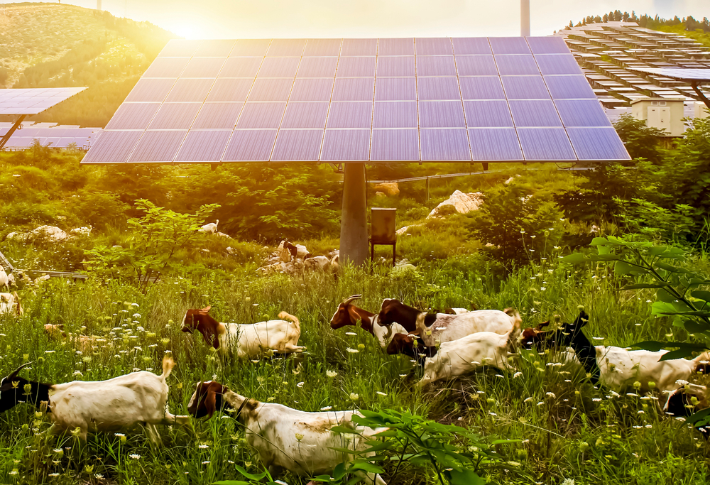 A,Flock,Of,Sheep,Walking,In,Front,Of,Solar,Photovoltaic