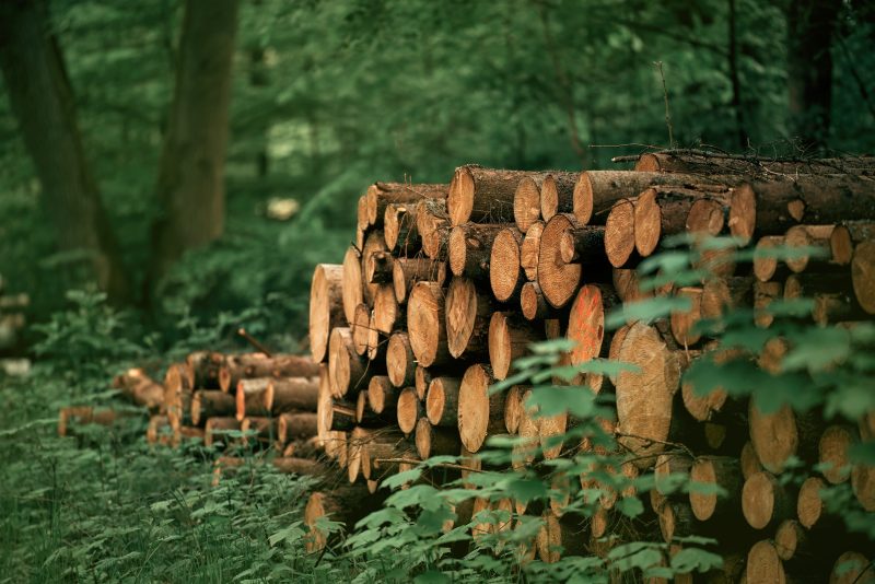 NGOs und Industrie besorgt über EU-Entwaldungsgesetz