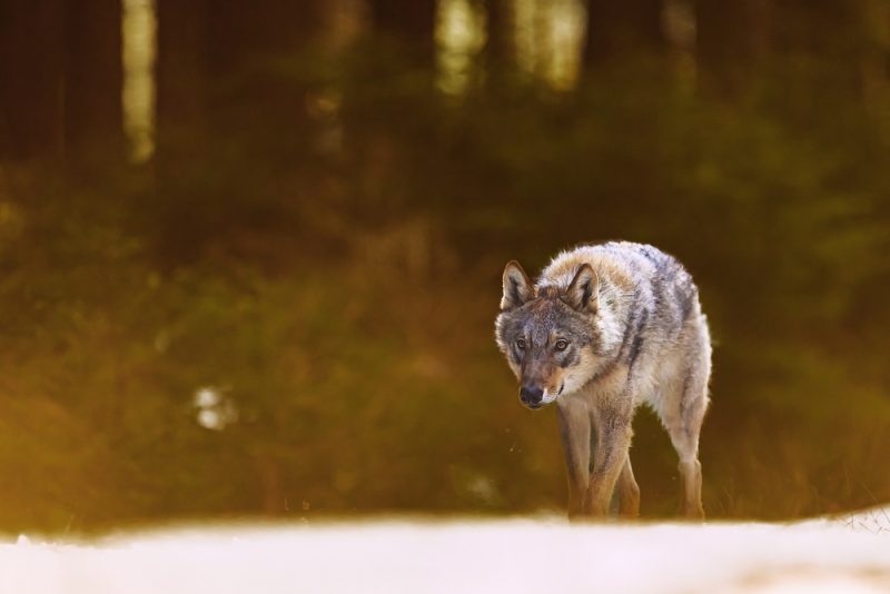 EU-Gerichtshof: Wirtschaftliche Gründe nicht ausreichend für Wolfsjagd