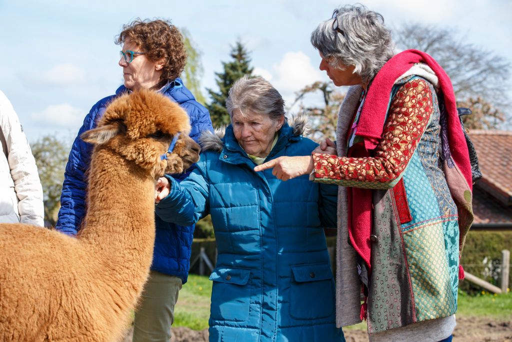 Dementia Patients Visit Alpaca Farm As Therapy
