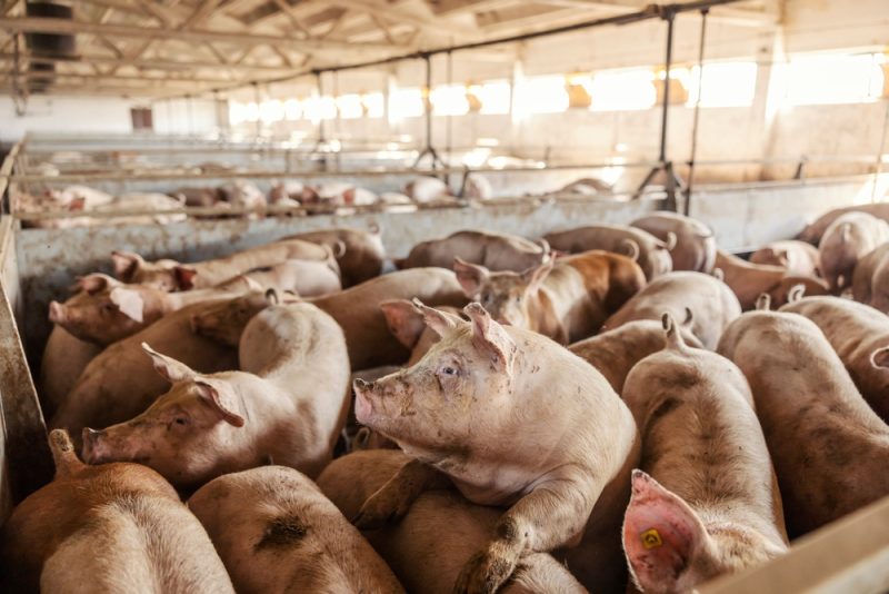 Mehr Tierhaltungsbetriebe von neuen EU-Vorschriften betroffen