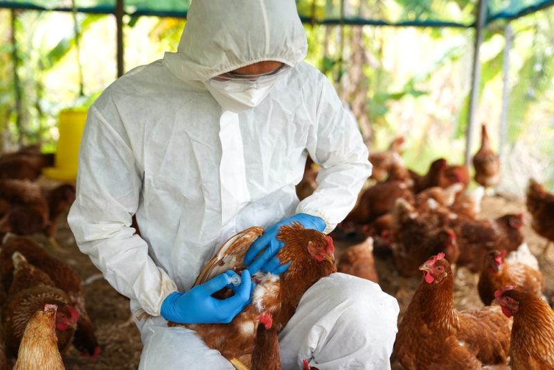 Wiederkehrende Tierseuchen: EU-Staaten ergreifen Maßnahmen zur Bekämpfung