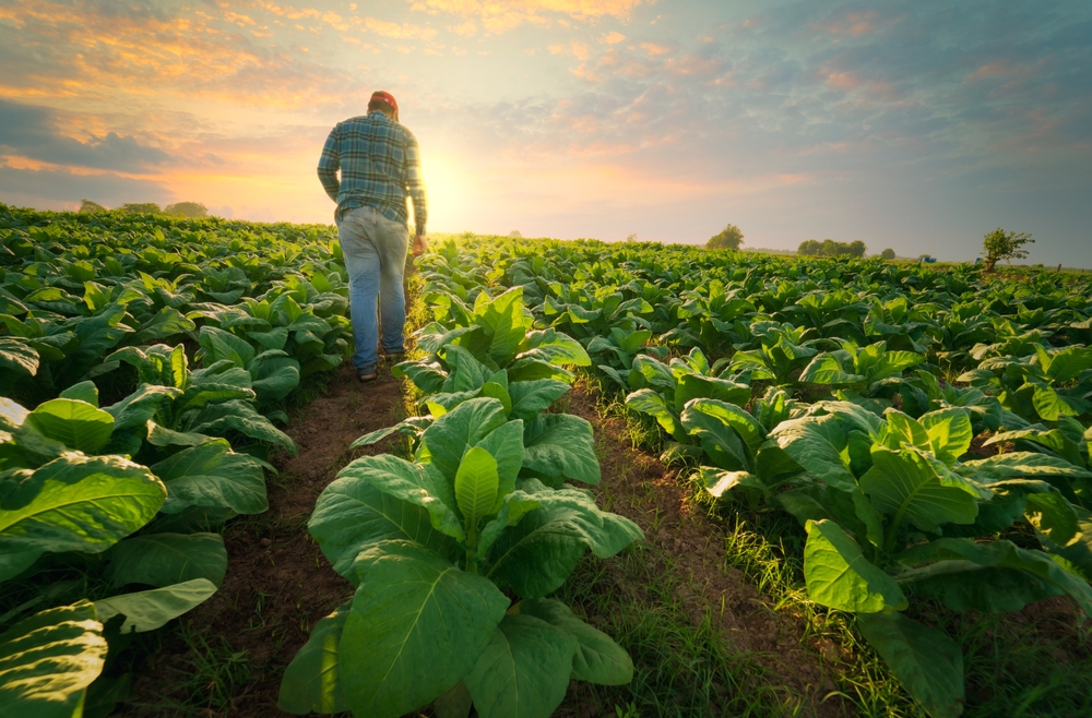 Agriculture,Work,On,Cropping,Data,Analysis,By,Tablet,And,Flare