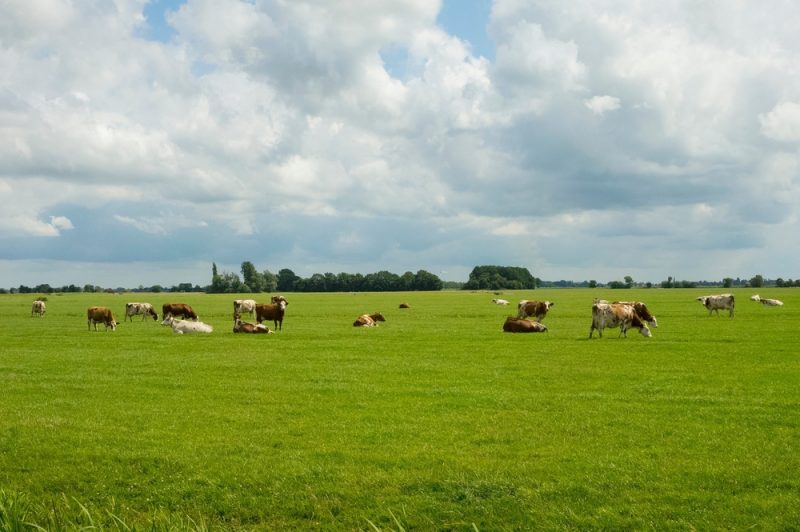 Nationale Agrarpläne verfehlen EU-Umweltziele