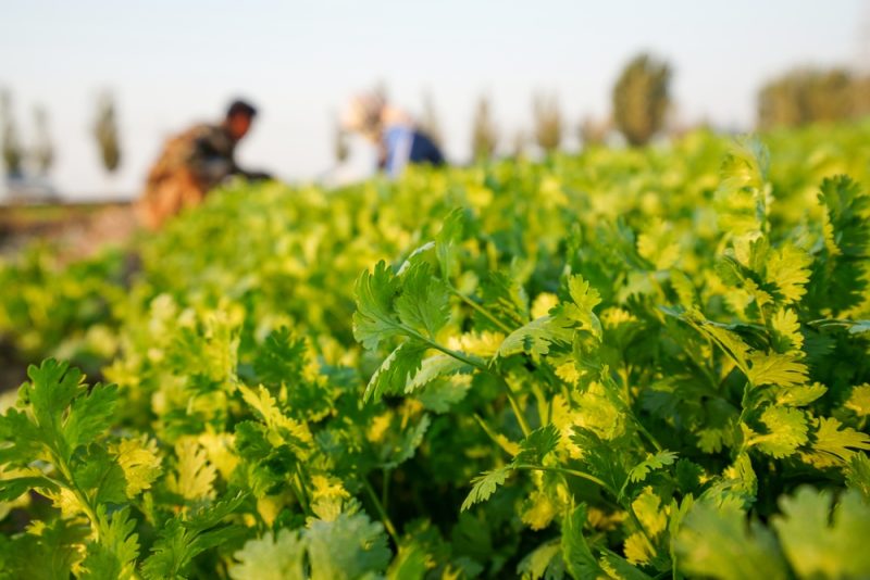 Südfrankreich: EU-Agrarsubventionen beflügeln Anbau von Kräutern