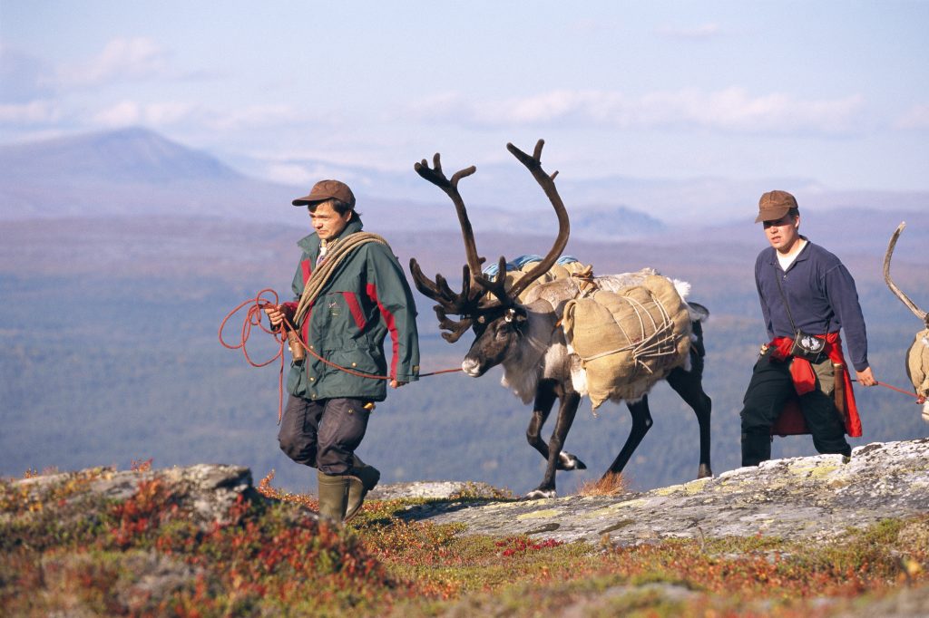 Two men walking in mountains with reindeers