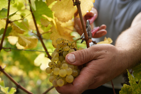 Weinmarkt: Experten empfehlen alkoholarme Weine und Klimapläne
