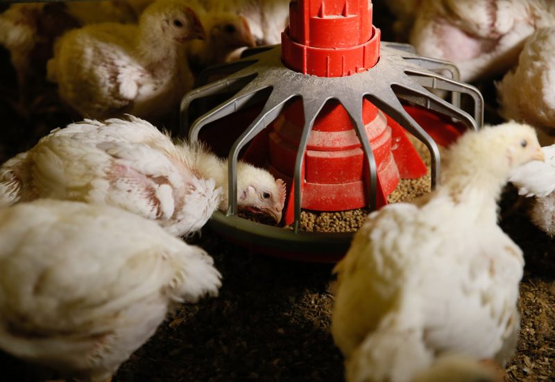 EU-Bericht bemängelt Brasiliens Vogelgrippe-Kontrollen