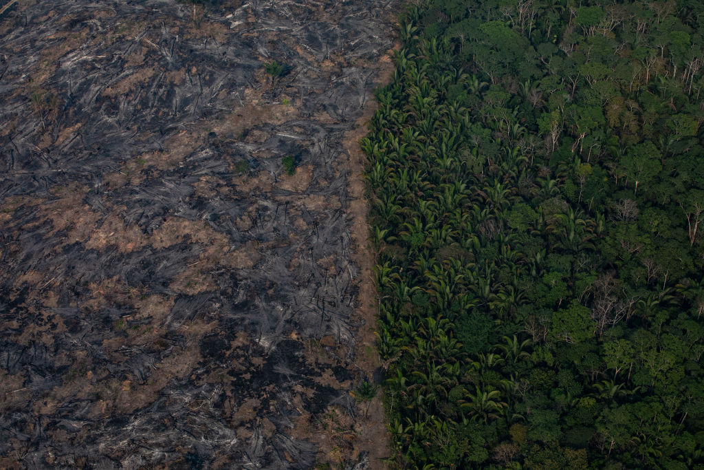 Record Number Of Fires Torch Brazil’s Amazon Forest