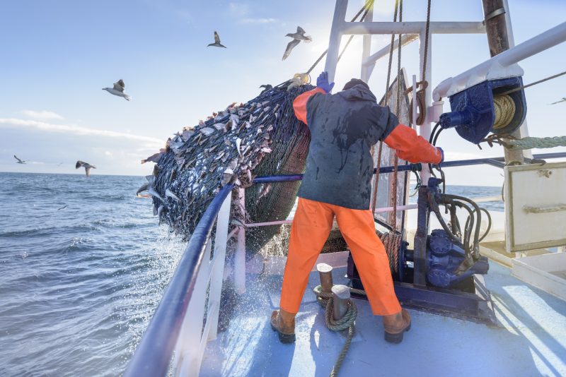 Druck auf EU wächst: Radikale Reform der Fischereiquoten gefordert