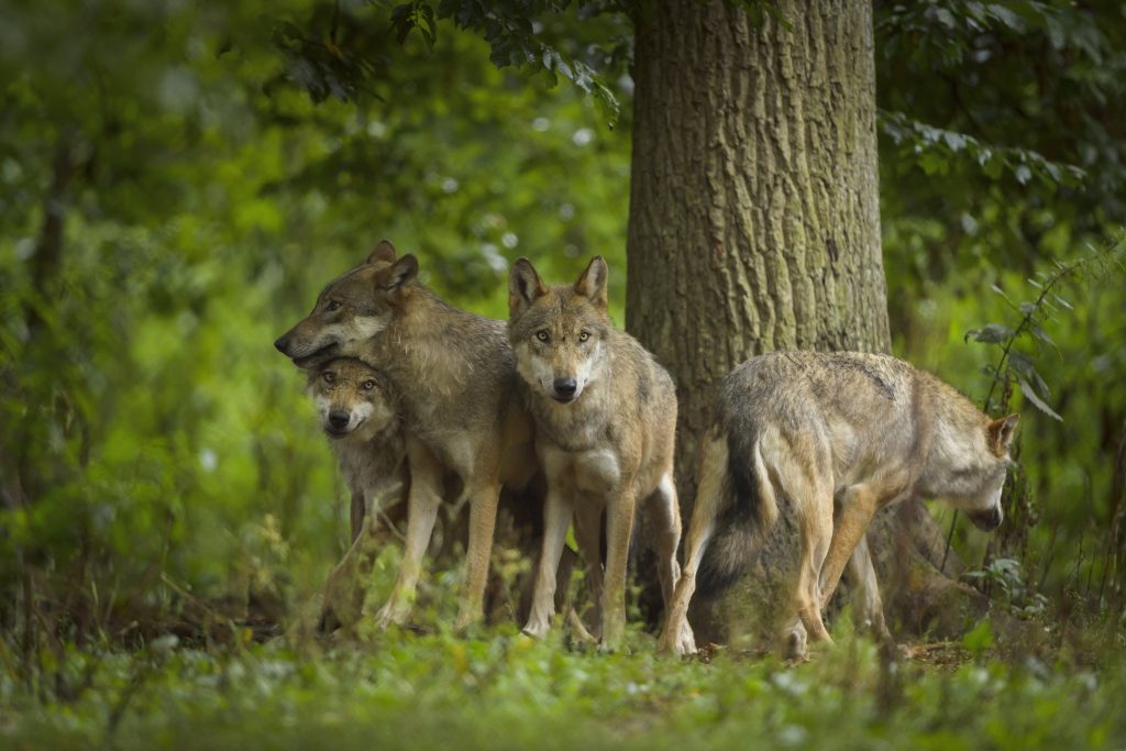 European Gray Wolf Group of Wolves