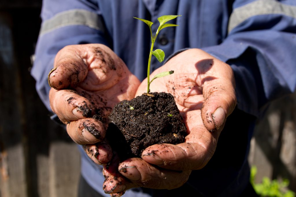 Green sprout in a wet land holding in the hands of a retired ,farmer before planting .
