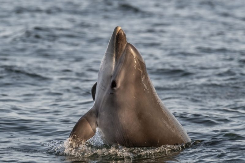 Fischereiverbot: Proteste gegen Schutz von Delfinen in Spanien und Frankreich