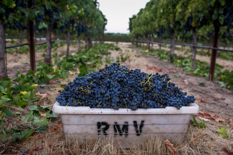 US-Zölle bedrohen Weinexporte: Katerstimmung in Europas Weinbergen