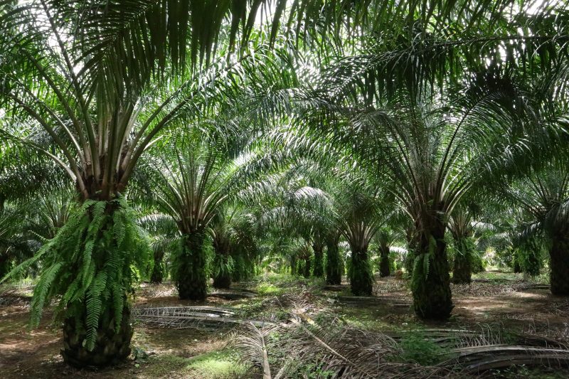 KEIN PALMÖL: Die Täuschung hinter den irreführenden Etiketten