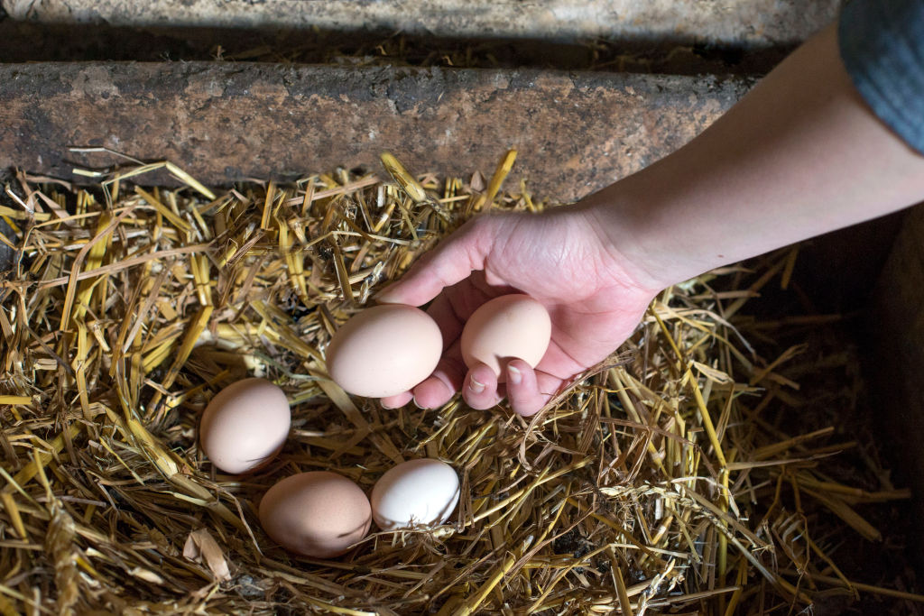 Someone picking up hen-eggs