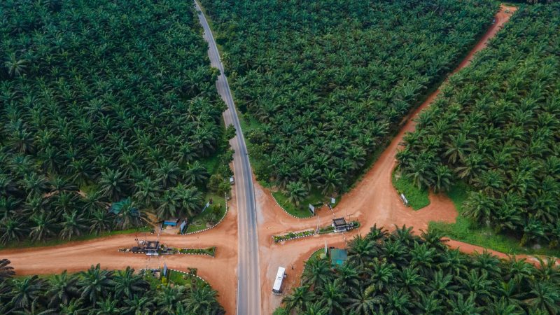 Kann Palmöl netto null werden? Einblicke in die Bemühungen zur Verringerung der Klimaauswirkungen