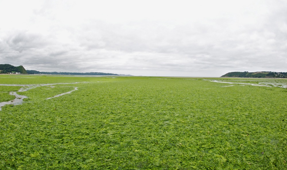 Giftige Grünalgen: Wie eine Umweltplage die Bretagne bedroht