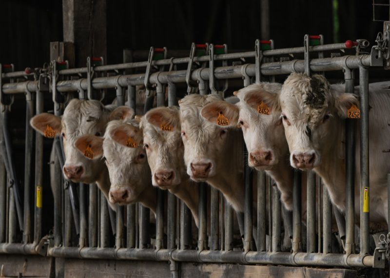 Französische Landwirte protestieren gegen Massenkeulung von Rindern