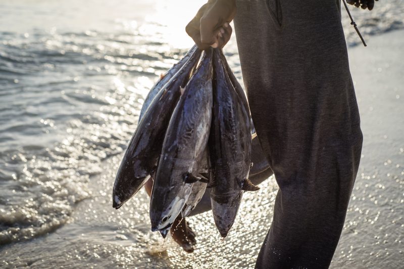 Thunfisch: Europas Lieblingsfisch im Fangstreit
