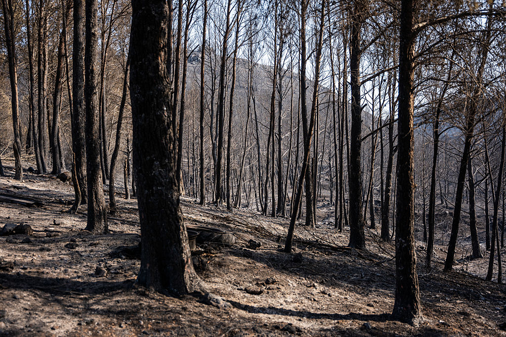 EU-Parlament lehnt Gesetz zum Waldmonitoring ab