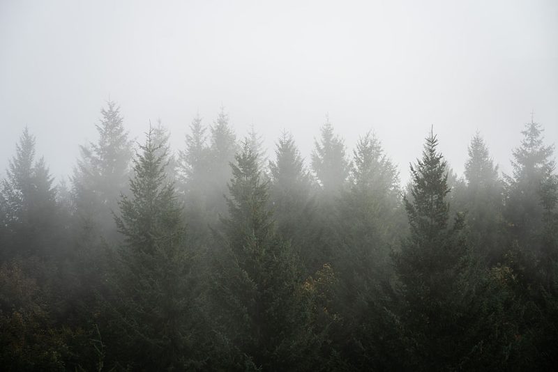 EVP und rechte Fraktionen wollen Waldmonitoring kippen