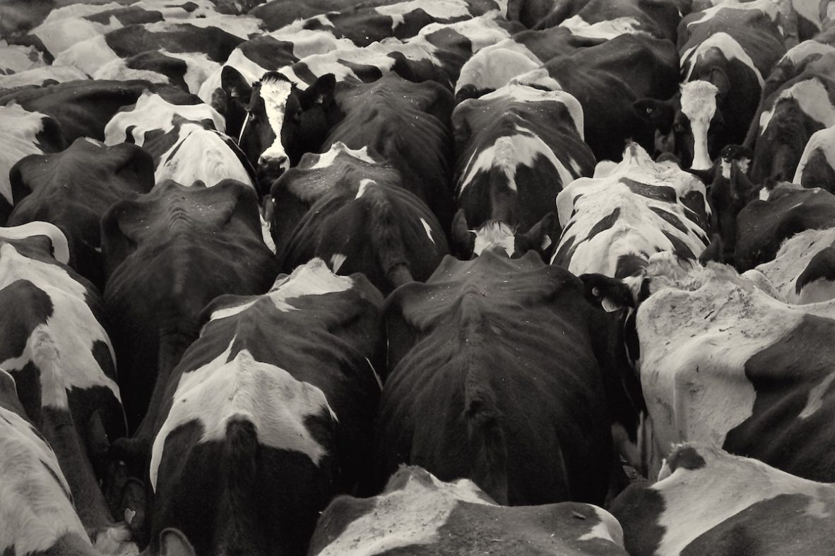 Holstein cows waiting for milking