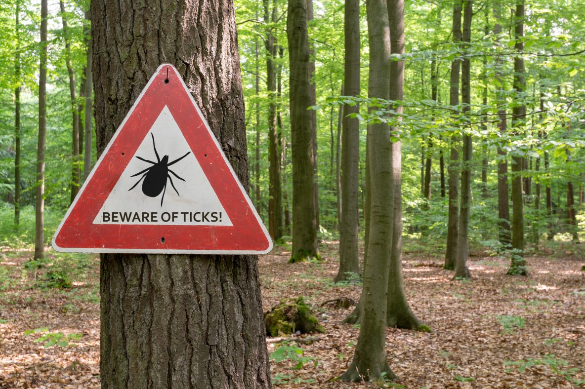 EMA will potenziellen Impfstoff gegen die Lyme-Borreliose prüfen