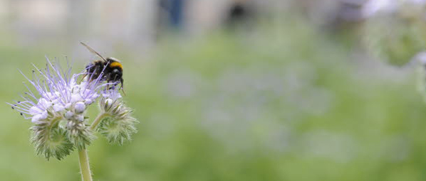Abeilles